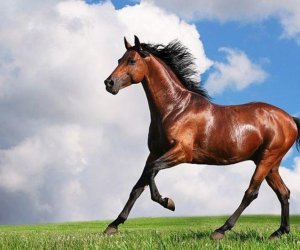 Azerbaijan spent 500,000 manats on breeding Karabakh and Dilbaz horses last year