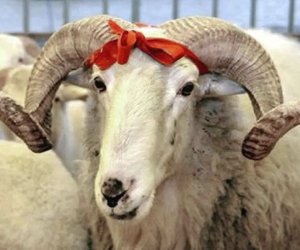 Qurbanlıq heyvanların satış və kəsim ünvanları açıqlanıb