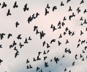 Latviyadan Azərbaycana diri quş və quşçuluq məhsullarının idxalına məhdudiyyət qoyulub