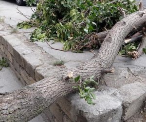 В Баку сильный ветер повалил дерево на женщину