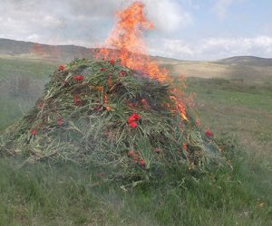 Yardımlıda 1,6 ton narkotik bitki məhv edilib