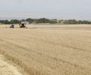 В Азербайджане собрано около 1,85 млн тонн зерна