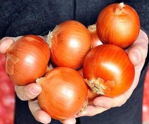 AQTA Rusiyadan gətirilən 639 ton soğanı məhv edib - Səbəb