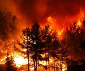 В Турции арестованы 10 человек в связи с лесными пожарами