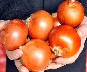 Azerbaijan destroys 639 kg of Russian-imported onion rings over bacterial contamination