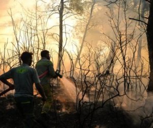 В Турции по факту 65 лесных пожаров задержали 44 человека