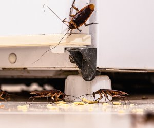 Food scraps, moisture and cracks attract cockroaches — expert