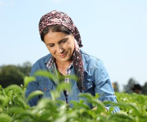 Azərbaycan çay ixracını azaldıb - Statistika