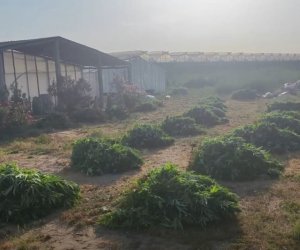 Pomidor əkmək adıyla istixanada 881 kq narkotik yetişdirib