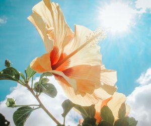 В Азербайджане жара до +41 °C сохранится до 23 июля