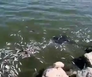 Cəlilabadda göldə balıqlar kütləvi tələf olub