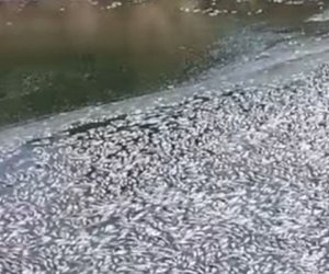 Balıqların kütləvi ölümünün ilkin səbəbi açıqlandı