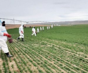 Aqrar sığortada süni intellekdən istifadə genişləndiriləcək