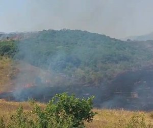 Meşə və yaxın sahələrdə baş verən yanğınların sayı açıqlanıb