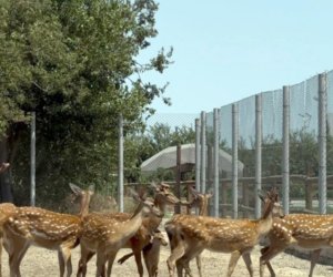 Buzovnada qanunsuz saxlanılan heyvanlar zooparka təhvil verilib