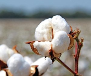 Azerbaijan boosts cotton output, earns over $100 million from fiber exports