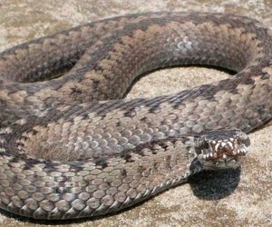 Azerbaijan reports 20 snakebite cases in July, no fatalities