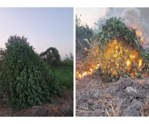 В Сабирабаде уничтожено более 2 тонн дикорастущей конопли