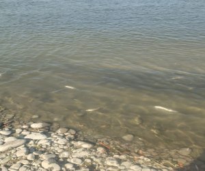 Kürdə balıqların məhv olması ilə bağlı araşdırma aparılır