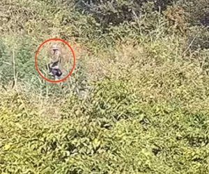Balakəndə 72 kq narkotik bitki aşkarlanıb, 2 nəfər saxlanılıb