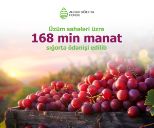 Fermerlərə üzüm sahələrinə görə 168 min manatdan çox sığorta ödənişi edilib