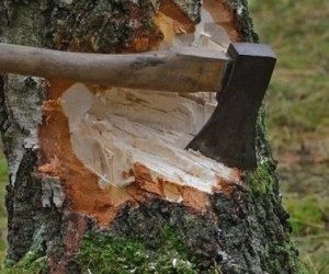 В Азербайджане срубили деревья на 165 000 манатов