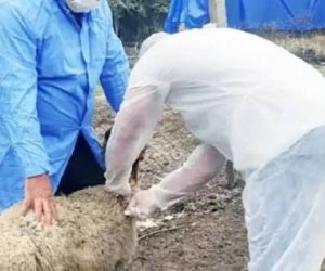 Ət, heyvan və quş cəmdəklərinin ekspertiza aktı əsasında baytarlıq damğası ilə nişanlanması məcburi olacaq