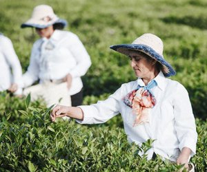 Azərbaycanın çay idxalı azalıb