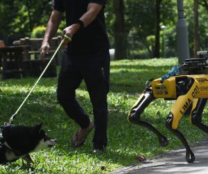 Çin alimləri Ay missiyaları üçün robot itləri lava mağaralarında sınaqdan keçirir