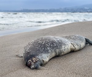 Dead seals found on Azerbaijan’s Caspian coast