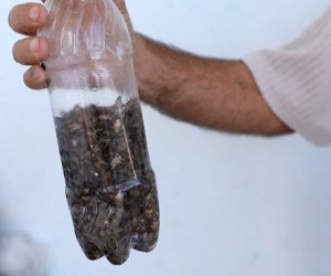 AQTA qəhvəyi mərmər bağacığı ilə mübarizə çərçivəsində əhaliyə müraciət edib