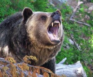 В Губе мужчина пострадал в результате нападения медведя