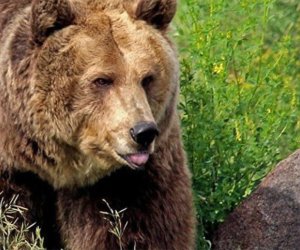 В Нахчыване медведь напал на отца и сына