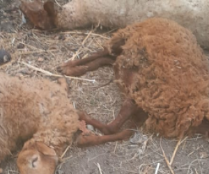 В Кюрдамире микроавтобус наехал на стадо овец, погибло 10 животных В Кюрдамире микроавтобус наехал на стадо овец, погибло 10 животных