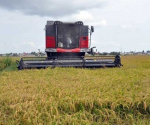 Azərbaycan düyü idxalını azaldıb