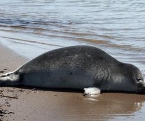 На побережье Каспия вновь нашли погибших тюленей