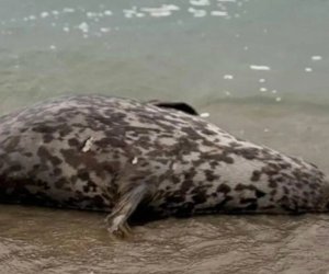 Xəzər sahilində ölü suitilər aşkar edilib