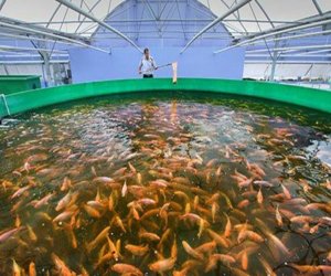 Balıqçılıq və Akvakultura Mərkəzinə dövlət büdcəsindən vəsait ayrılıb