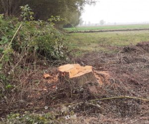 Zərdabda qanunsuz ağac kəsən şəxs saxlanılıb