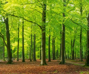 Forestry Service starts tree marking in sensitive forest areas