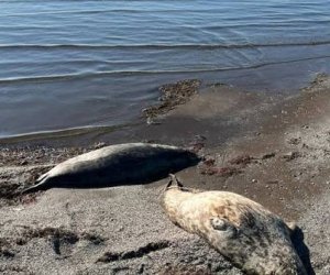 Xəzər dənizinin sahilində onlarla ölü suiti tapılıb