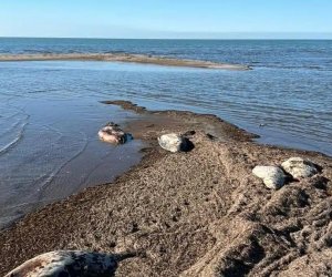 Мор каспийских тюленей продолжается