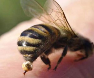 Şahbuzda 66 yaşlı kişi arı sancmasından ölüb