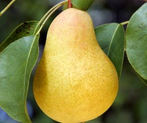 Азербайджан начал экспорт груш в четыре новые страны