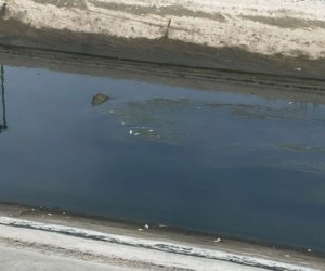 
Samur-Abşeron kanalında balıqların tələf olması ilə bağlı araşdırma aparılır