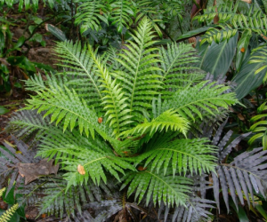 Chinese scientists discover rare earth metals in plants for the first time