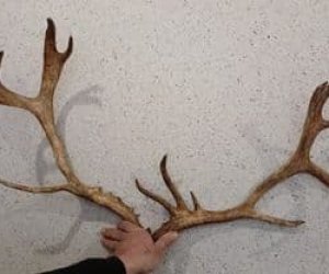 Задержан мужчина, который пытался ввезти в Баку оленьи рога из России