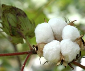 Азербайджан увеличил выпуск хлопковолокна