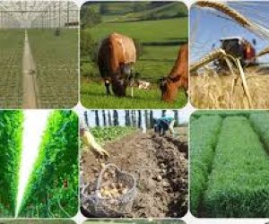 Azərbaycanda kənd təsərrüfatı məhsullarının istehsalçı qiymətləri yüksəlib