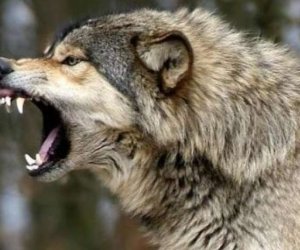 Kürdəmirdə canavarlar kəndə hücum etdi: bir ailənin 16 qoyunu tələf olub